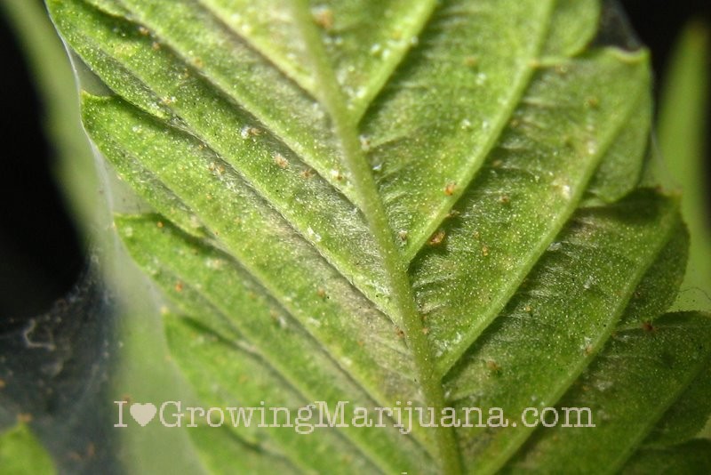 05-cannabis-spider-mites-leaves.jpg
