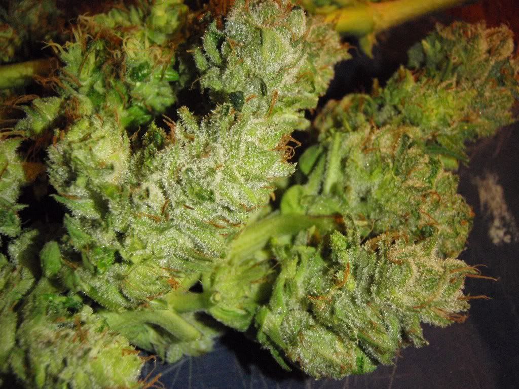 bkharvest2-1.jpg