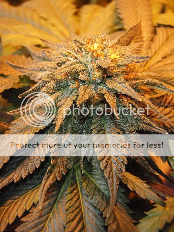 purekushmay2910.jpg