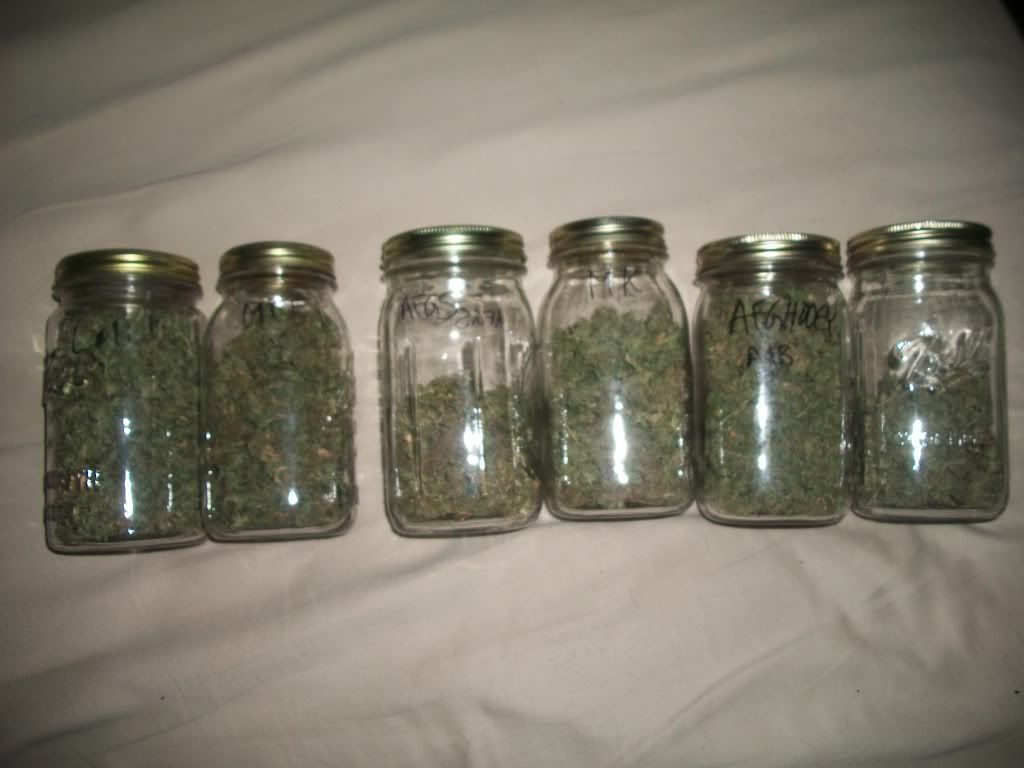 8-9-11003.jpg