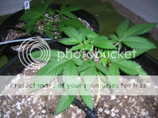 DSCN1062.jpg
