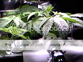 Sample_14.jpg