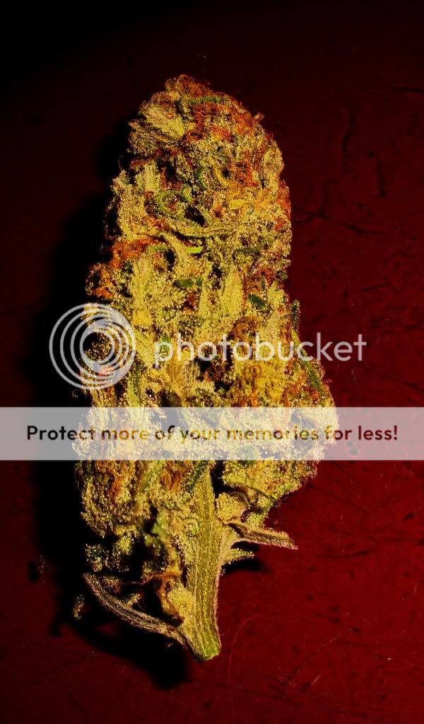 sexynug.jpg