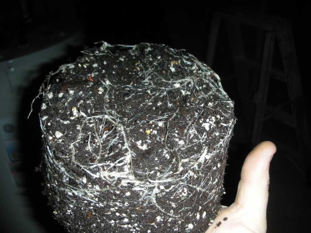 DSCN2440.jpg