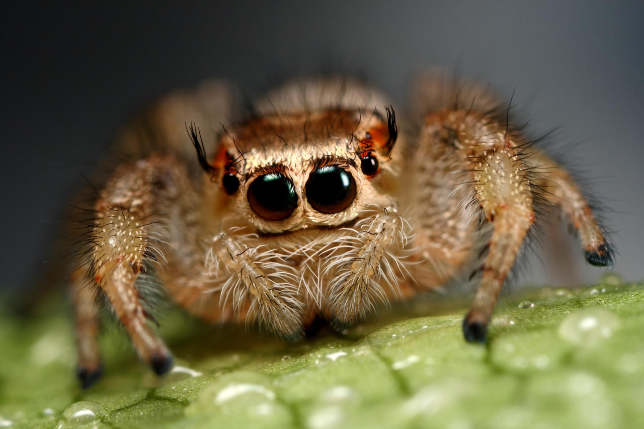 jumping_spiders_funny_face_by_macrojunkie.jpg