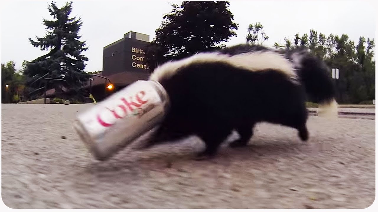 maxresdefault.jpg