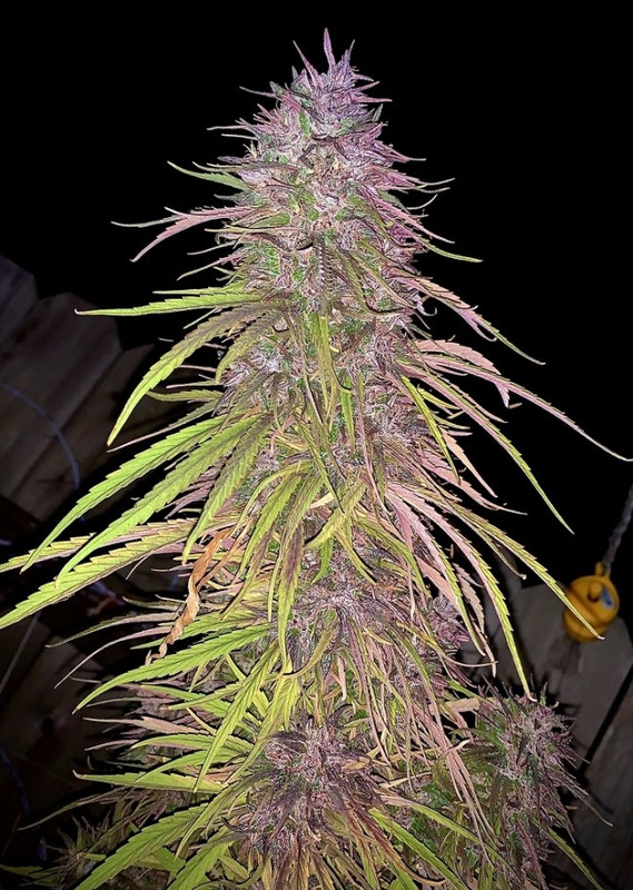 purplehaze.jpg