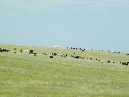 cows_free_range.jpg
