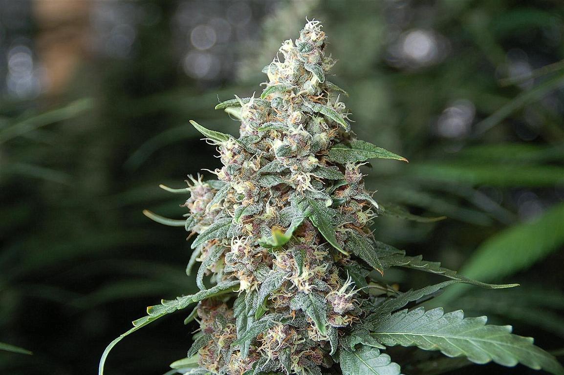 Sannies_Seeds_-_Sugar_Punch.jpg
