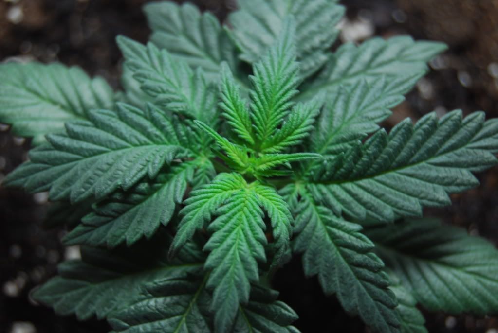 weed15004.jpg