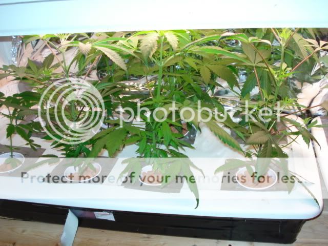 DSC00179.jpg