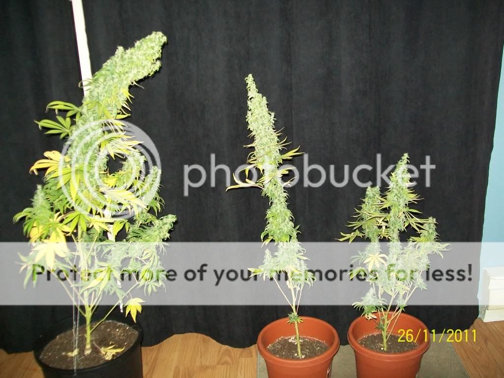 Photo007-5.jpg