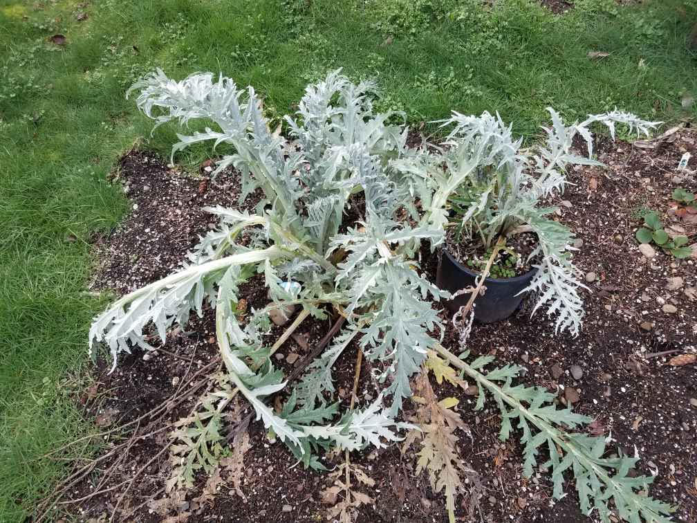 221artichoke.jpg