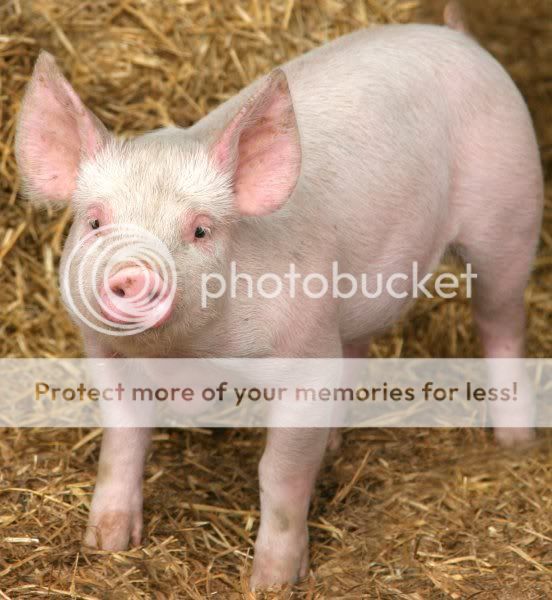 pig.jpg