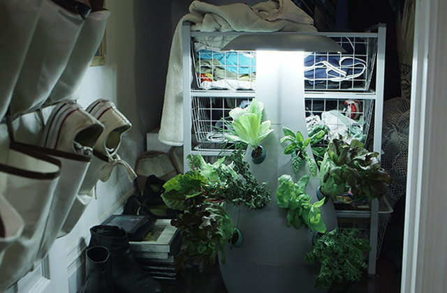 ROOTS-Grow-ClosetWeed.jpg