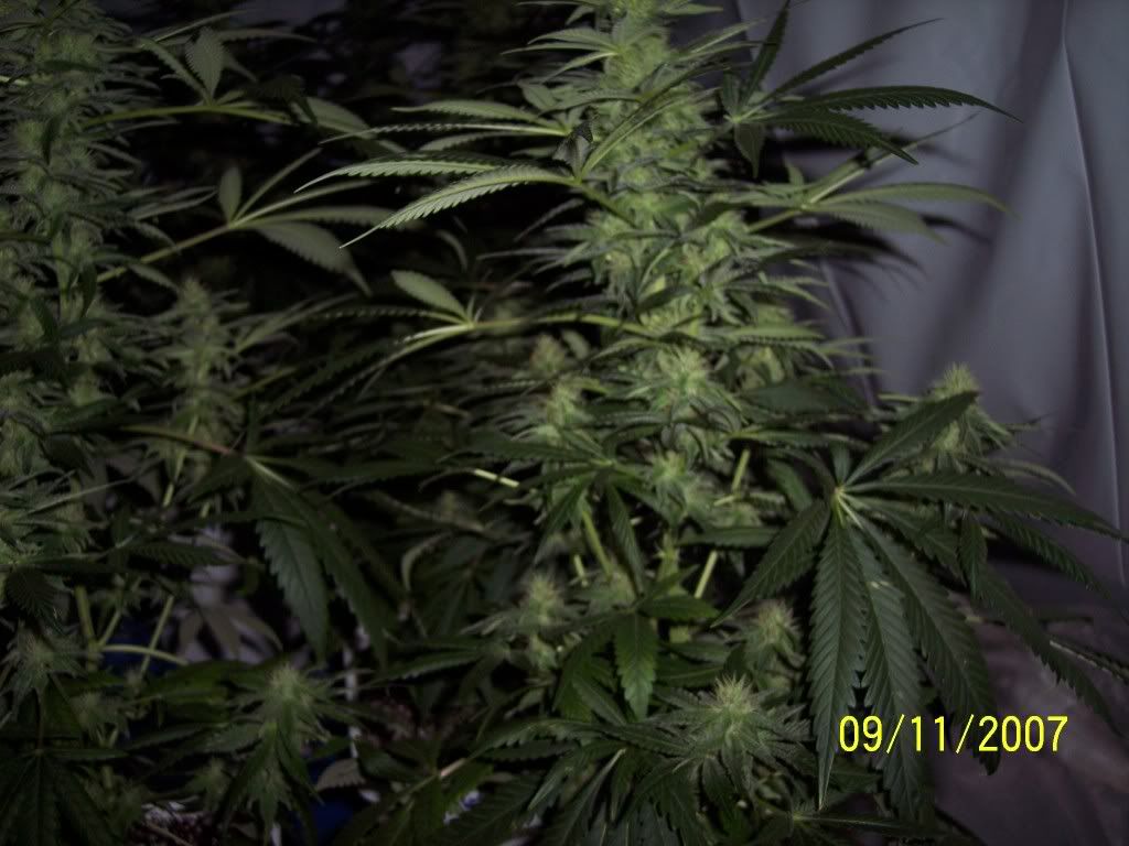 31days004.jpg