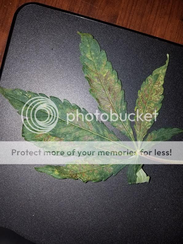 plant2leafbrown.jpg