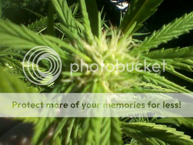 flower.jpg