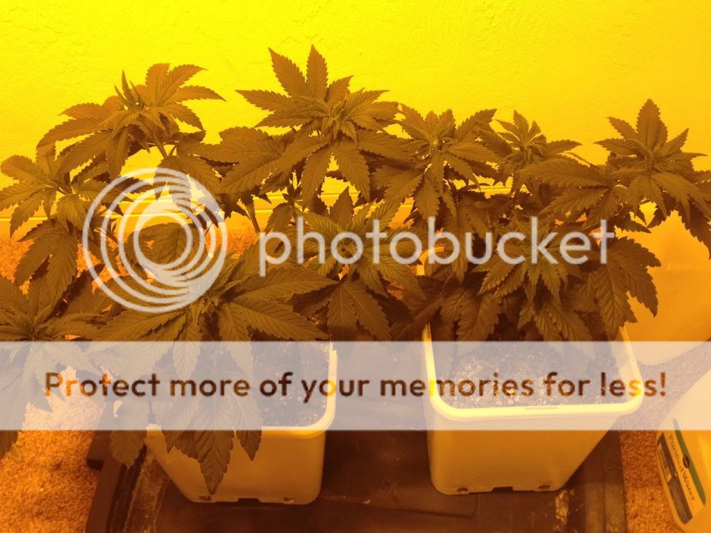 image_zps83b0eda2.jpg