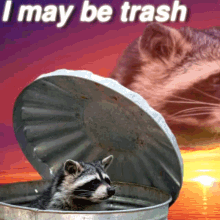 raccoon-lilli.gif
