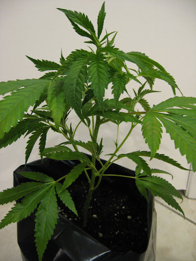 spoty-plant.jpg