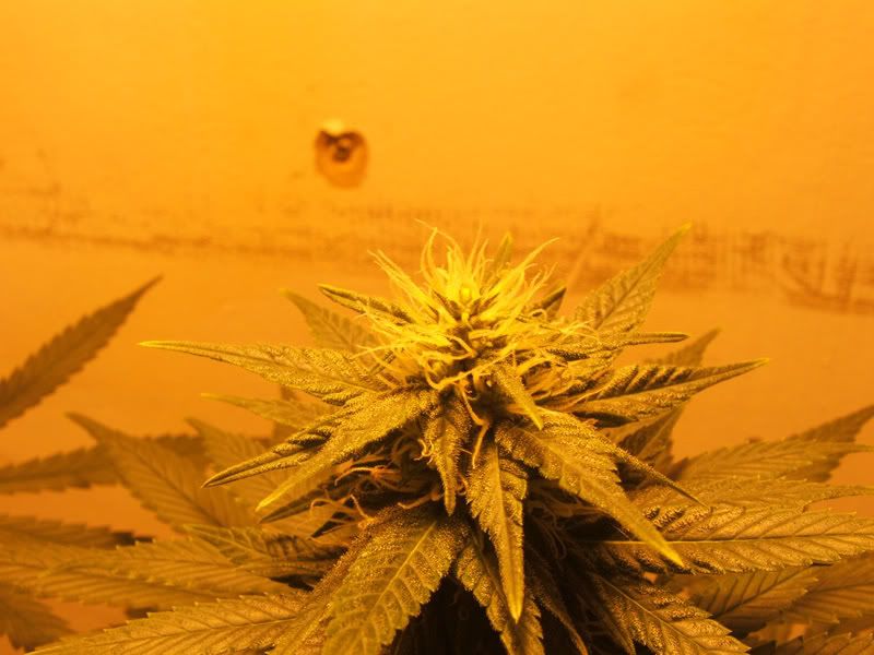 27JulyPlant1budhead3JPG.jpg