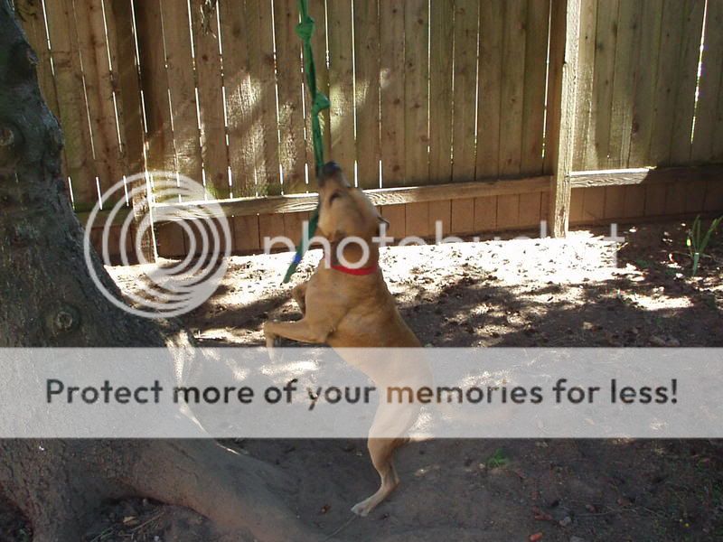 bruiser004.jpg