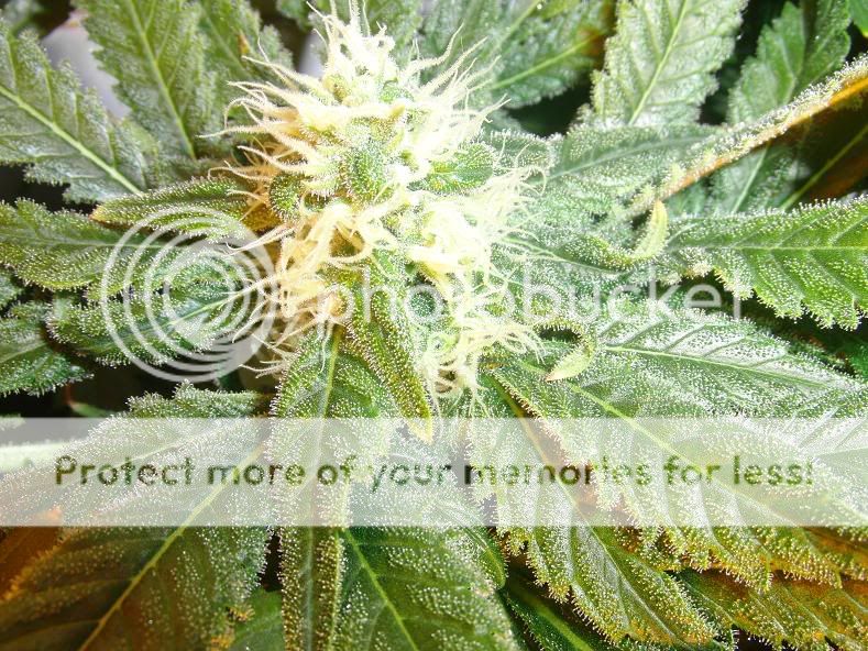 Week14Bud31.jpg