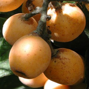 41icwgagq%2BL._SL500_AA300_.jpg