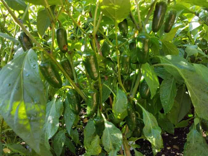 828jalapenos.jpg