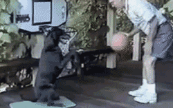 gifs_08.gif