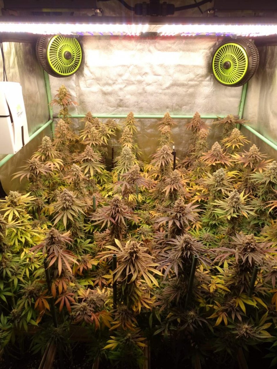 ViparSpectra-XS4000 LED Grow Light.jpg