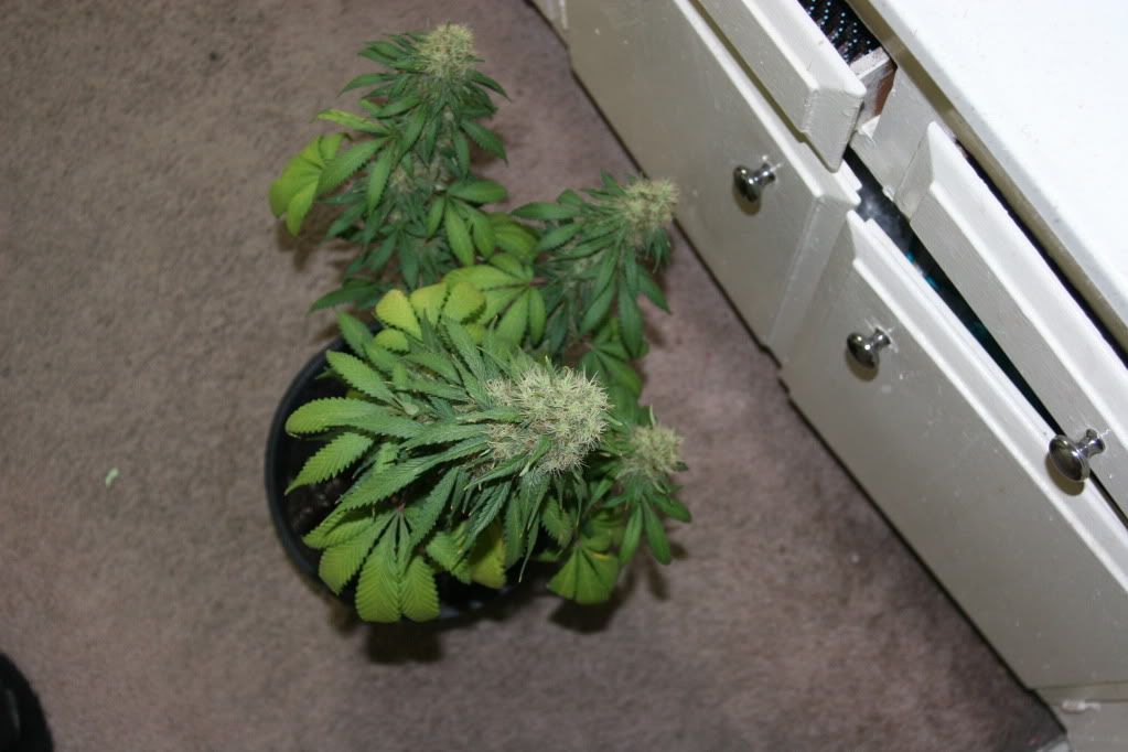 frosty016.jpg