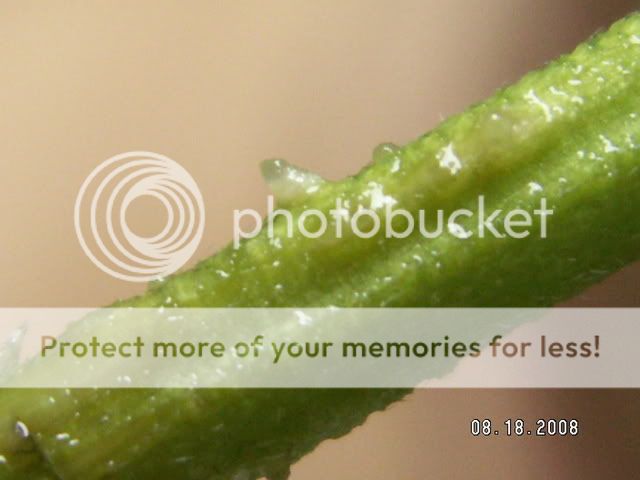 PICT0013.jpg