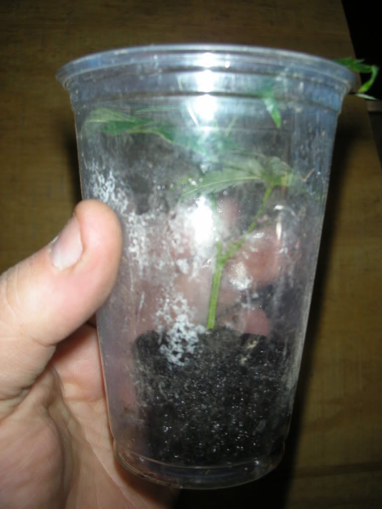 DSCN2170.jpg