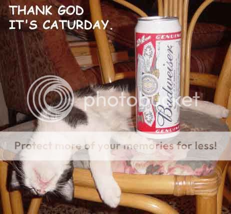 TGIcat.jpg