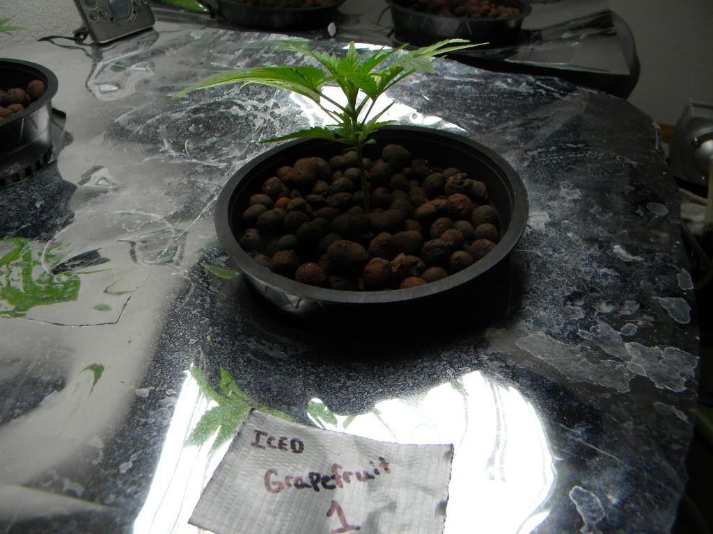 DSCN0900.jpg