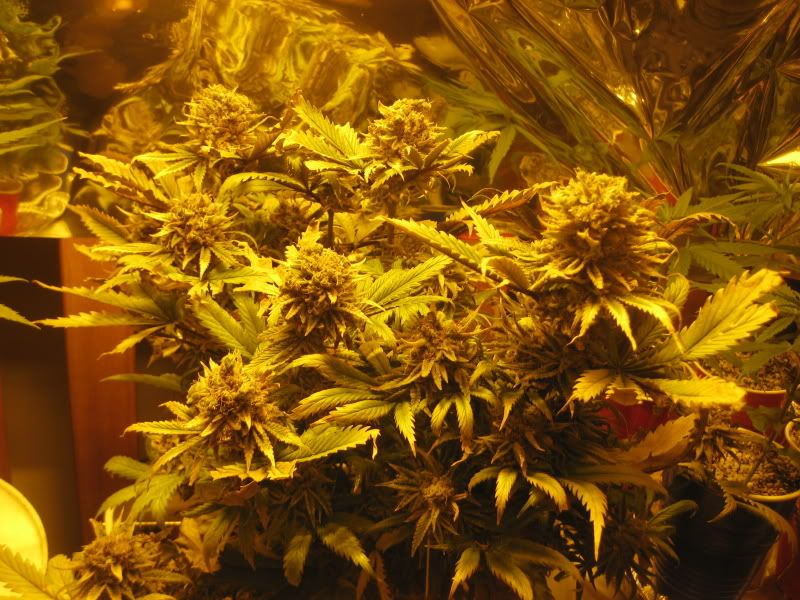 plants310.jpg