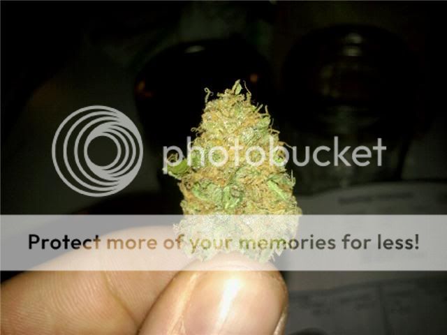 blackberrykushminidried.jpg