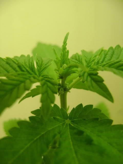 DSC00010.jpg