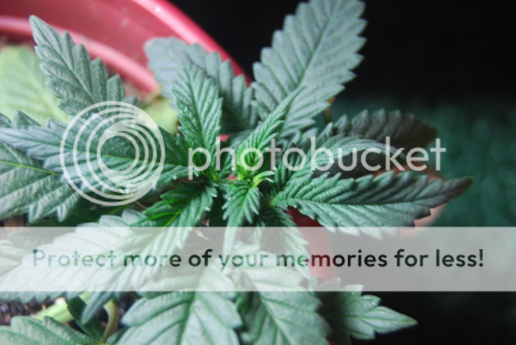 weed26006.jpg