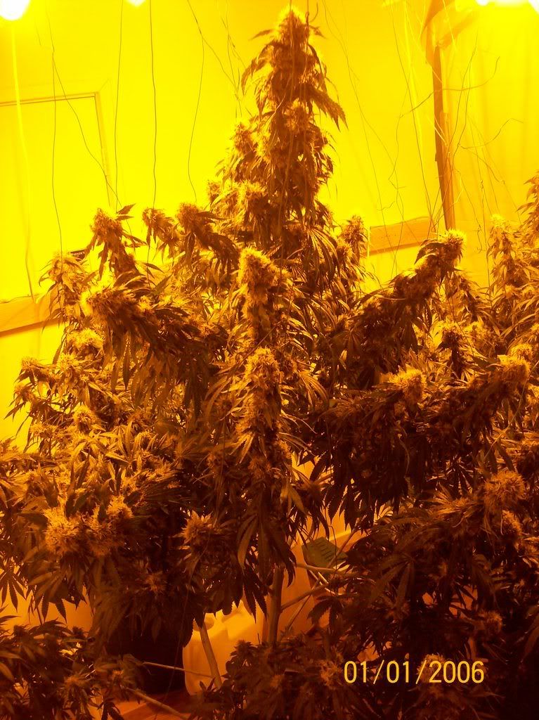 Plants011.jpg