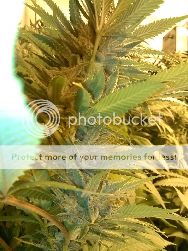 CAM01352_zps4dab8c1a.jpg