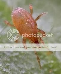 hypoaspis_zps243f1d87.jpg