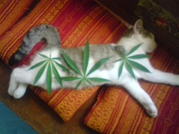 cannabis_cat_by_standbye.jpg
