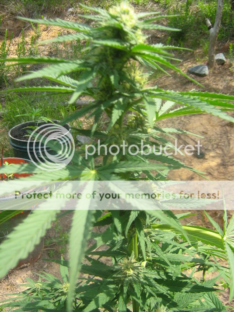 Querkle8-1.jpg