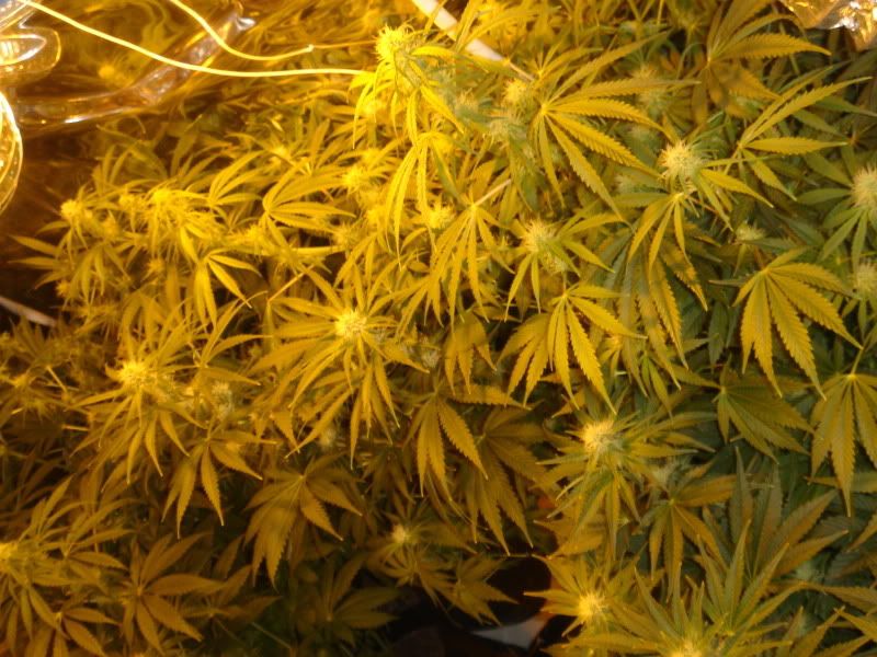 NewBudPorn.jpg