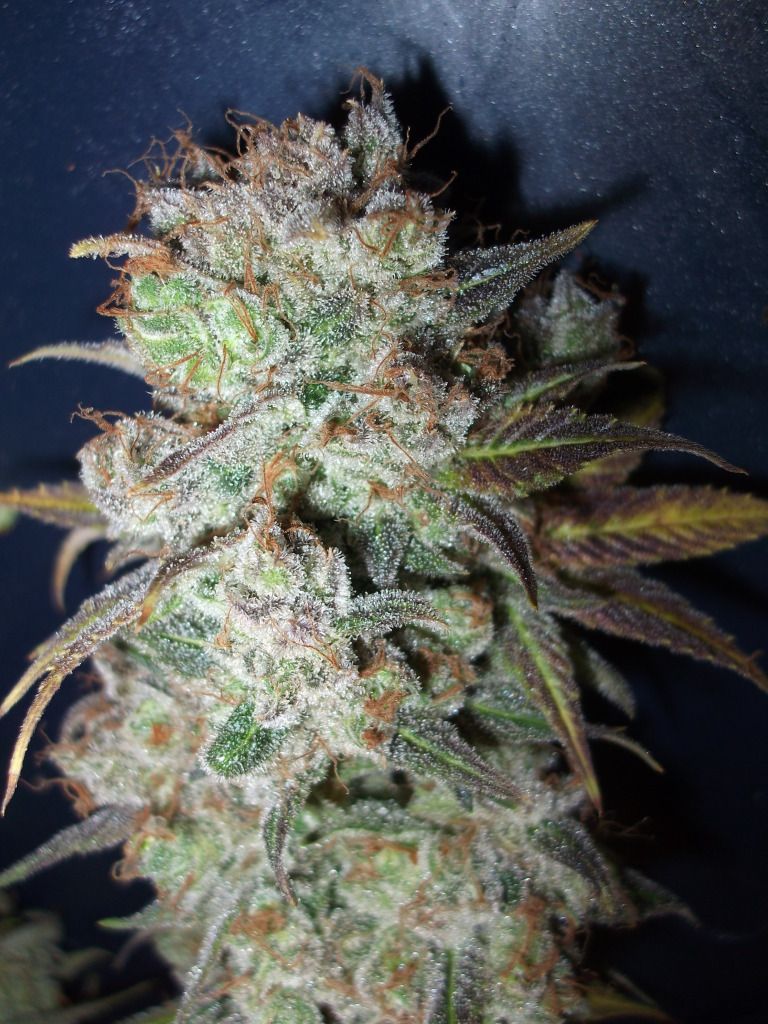 BerryWhite-1.jpg