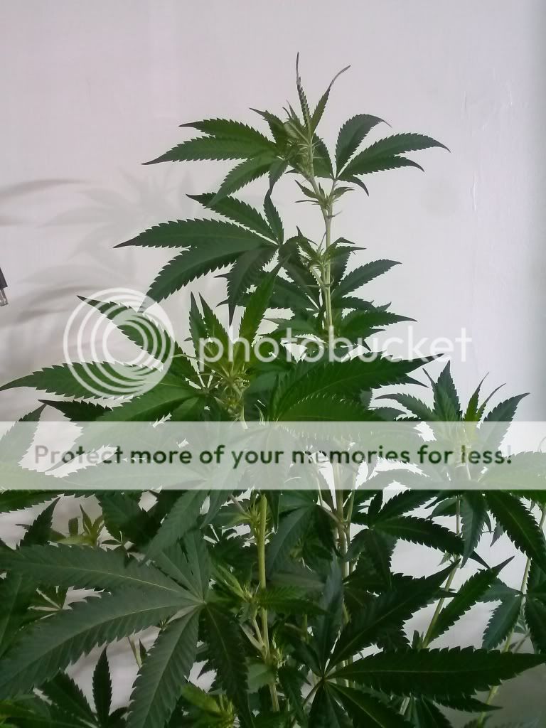 CAM00376_zpsdabe8af2.jpg