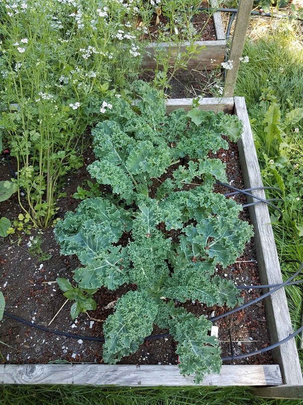 kale1a.jpg
